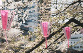 开挂辅助工具“樱花之盛免费挂”开挂(透视)辅助教程