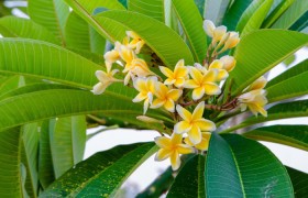 分析实测“摇钱树开挂的方法有哪些呢”(详细开挂教程)