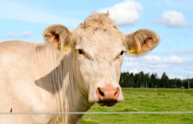 推荐一款”全民牛牛有没有挂”原来确实有挂!