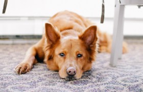 开挂辅助工具“皇豪互娱斗牛有挂吗”(详细开挂教程)