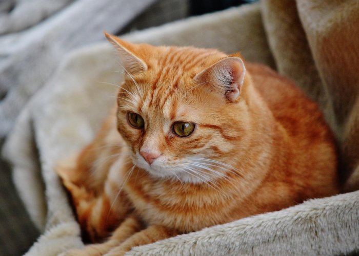 玩家必备“掌酷十三张可以调胜率吗”原来确实有挂! 玩家必备“掌酷十三张可以调胜率吗”原来确实有挂!