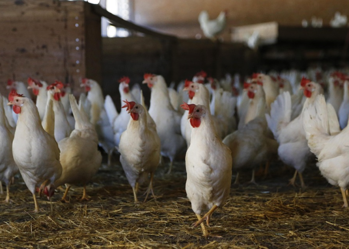 玩家秒懂“划水麻将有没有开挂工具”(曝光透视必备猫腻) 玩家秒懂“划水麻将有没有开挂工具”(曝光透视必备猫腻)