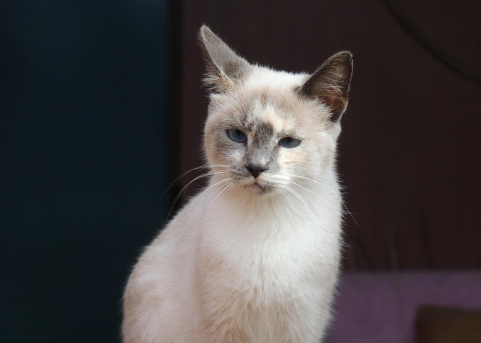 教程辅助!“雀神麻将小程序可以开挂是真的假的”(曝光透视必备猫腻) 教程辅助!“雀神麻将小程序可以开挂是真的假的”(曝光透视必备猫腻)