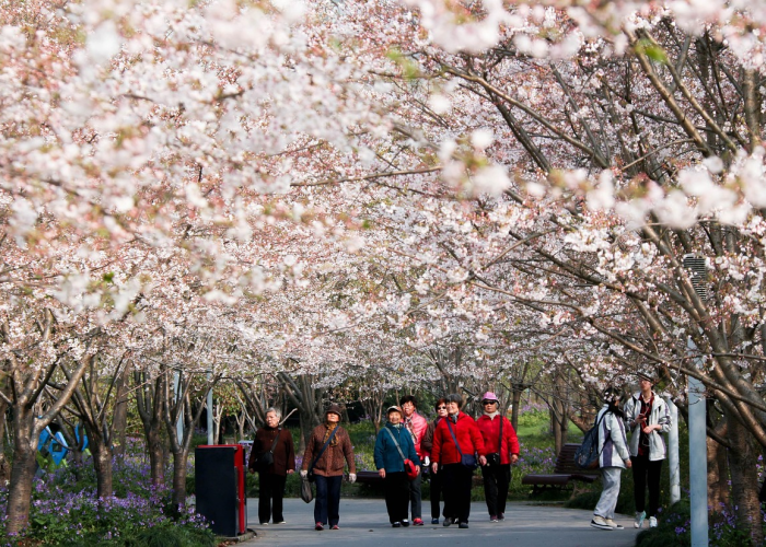 开挂辅助工具“樱花之盛辅助开挂”(详细开挂教程) 开挂辅助工具“樱花之盛辅助开挂”(详细开挂教程)