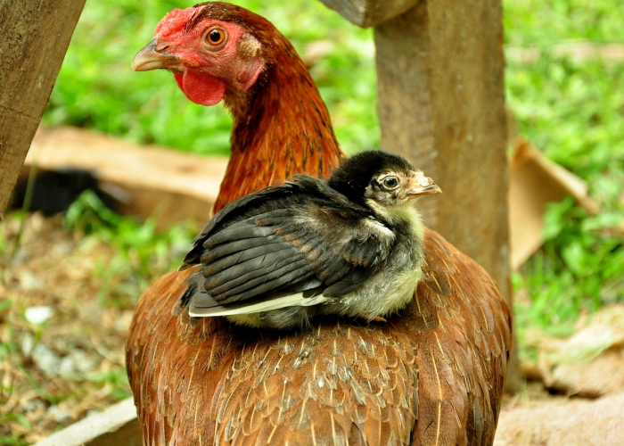 辅助神器“hhpoker德州透视”最新辅助详细教程 辅助神器“hhpoker德州透视”最新辅助详细教程