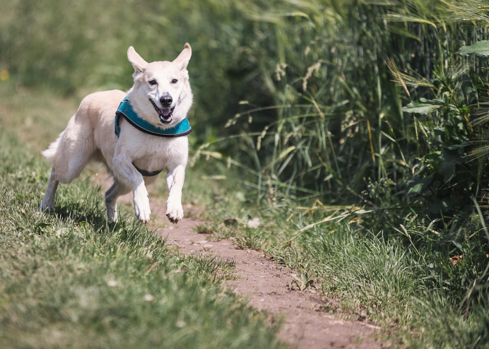 重磅来袭“哥哥跑得快是不是真的有挂”其实确实有挂