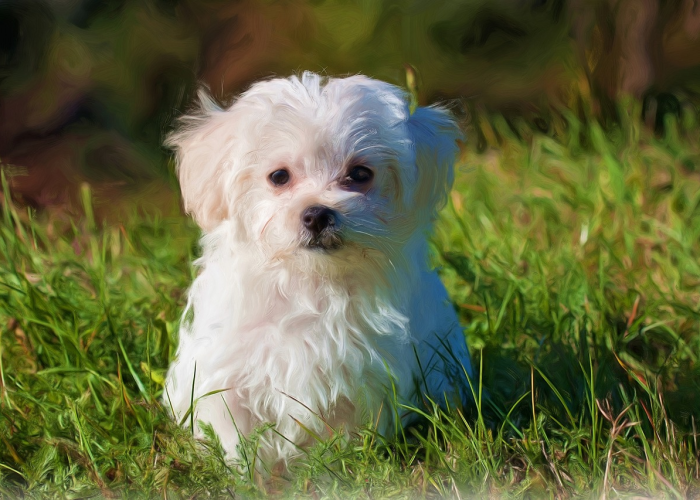 推荐一款”网上三打哈怎么开挂”详细开挂玩法
