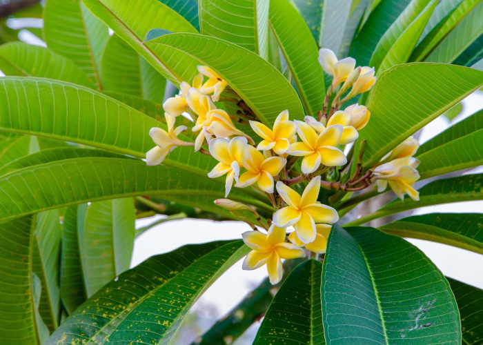 分析实测“摇钱树开挂的方法有哪些呢”(详细开挂教程)