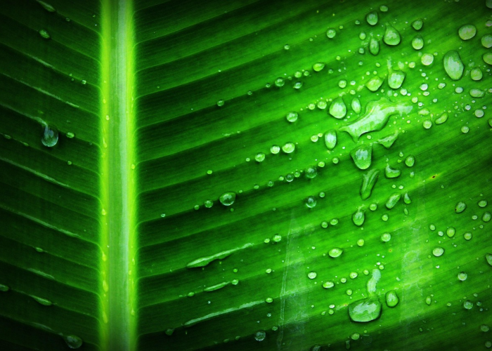 分析实测“摇钱树开挂的方法有哪些呢”(详细开挂教程)