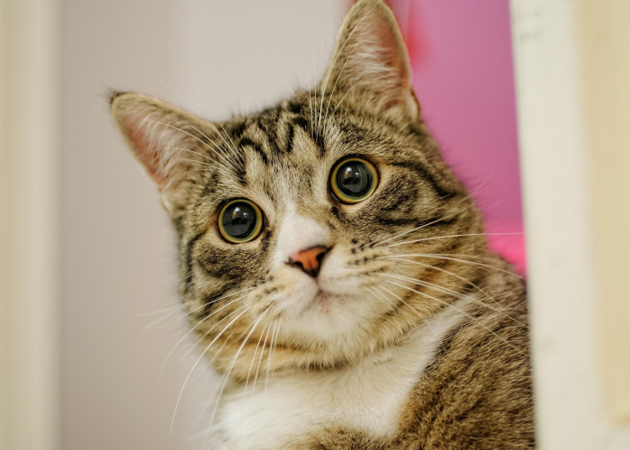 教程辅助!“皇冠十三水到底是不是有挂”(曝光透视必备猫腻) 教程辅助!“皇冠十三水到底是不是有挂”(曝光透视必备猫腻)